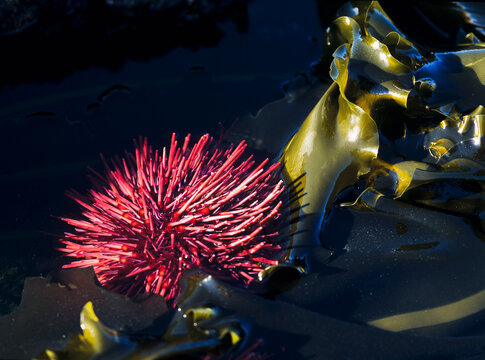 A Red Sea Urchin Is Exposed By A Minus Tide At Cape Arago State Park; Oregon, United States Of America