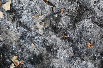 black scorched field as a background, scorched earth, the aftermath of a meadow fire