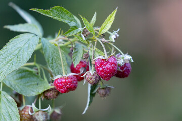 Ripe raspberries on the bush.
