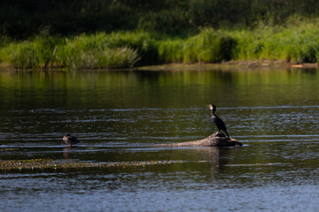 Cormorant on the Narew River in Poland