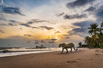 Jaguar with sunset silhouette in Africa's gold coast Axim Ghana West Africa