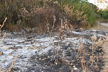 Fire fields, scorched earth, the aftermath of a meadow fire