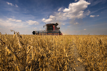 Autumn harvest has begun on this soybean field