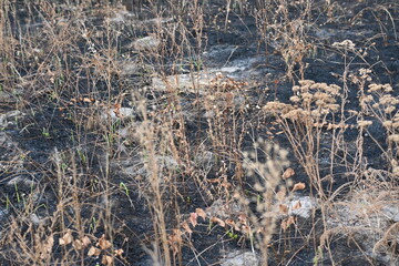 Fire fields, scorched earth, the aftermath of a meadow fire