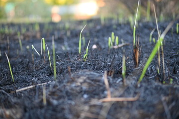 
sprouts of green grass after a fire, black burnt field and green sprouts after a fire, restoration...