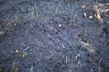 black scorched field as a background, scorched earth, the aftermath of a meadow fire