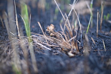 
sprouts of green grass after a fire, black burnt field and green sprouts after a fire, restoration of nature after a fire