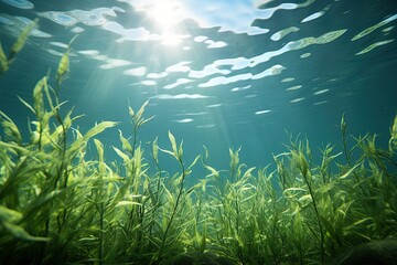 Fototapeta na wymiar An underwater species of algae growing deep beneath the sunlight lit water surface