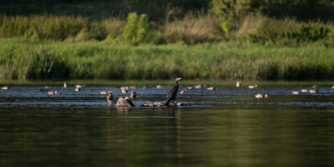 A flock of wild birds on the Narew River in Poland