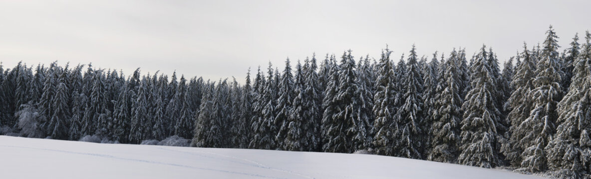 Panorama Of Pine Trees Covered In Snow; West Bolton, Quebec, Canada