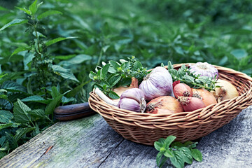 Garlic and onions with fresh herbs on a rustic wooden garden table. Copy space