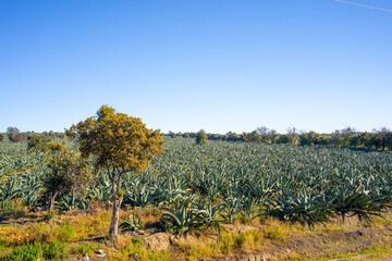 Fototapeta na wymiar Maguey Agave Farm in Mexico with Blue Skies and Sunshine