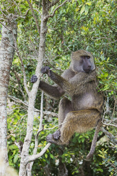 Savanna Baboons In A Tree In Arusha National Park; Arusha, Tanzania
