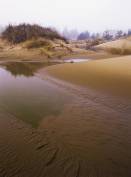 Shifting Sand Reveals The Water Table; Lakeside, Oregon, United States Of America