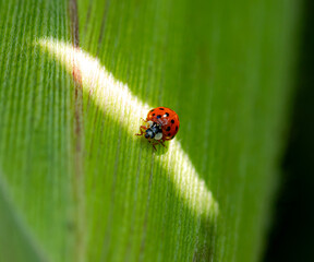 ladybug on grass