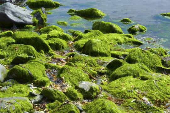 Rocks Covered In Bright Green Seaweed On Aberdaron Beach, Llyn Peninsula, North Wales