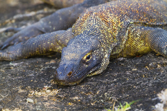 Komodo Dragon Or Komodo Monitor (Varanus Komodoensis) On Komodo Island, Komodo National Park, East Nusa Tenggara, Indonesia