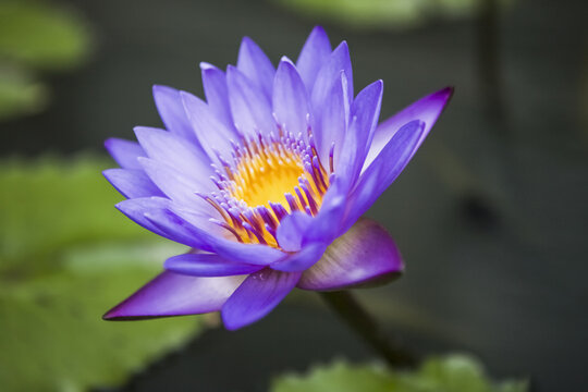 Lotus Flower At Dawn In The Grounds Of The 9th Century Mahyana Buddhist Temple; Borobudur, Central Java, Indonesia