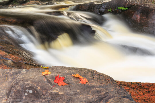 Red Maple Leaves On Rock At Stubb's Falls, Arrowhead Provincial Park, Near Huntsville; Ontario, Canada