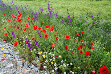 Purple larkspurр, small white chamomile and red poppy flowers blooming in early summer
