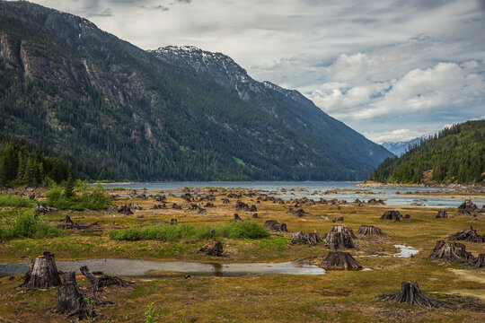 Tree Stumps Line The Shoreline At The Southern End Of Buttle Lake, Strathcona Provncial Park; British Columbia, Canada