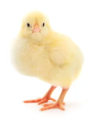 Gordijnen Small yellow chicken © olhastock