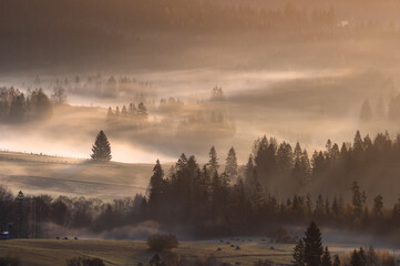 Misty mountain forest landscape in the morning, Poland.