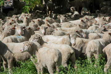 flock of sheep sheared on farm