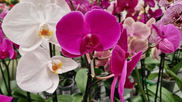Orchid flowers in a store close-up. Many different white and pink orchid flowers. Selling flowers in a shopping center. Floral background