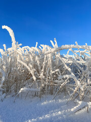 snow-covered and frozen grass on a sunny day in a field in winter