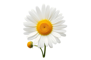 Daisy with a Transparent Background.
