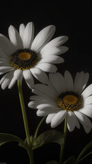 Obraz premium The daisies are set against a backdrop of deep, velvety black, making their pristine white petals pop with contrast - AI Generative
