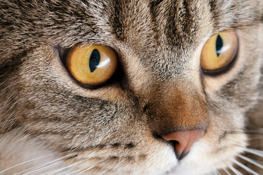 Banner of a close up of a tabby cat face with brown eyes and nose