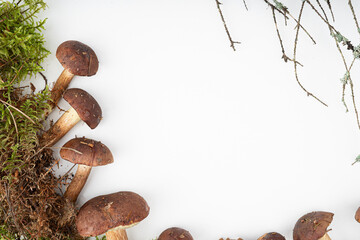 National Mushroom Day.