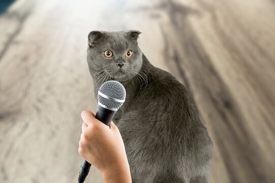A cute smart cat singer with a microphone.