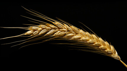 A close-up isolated shot of a golden wheat ear on a black background 