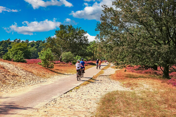 Beautiful dutch heath and sand dunes landscape, green oak forest, bike path with cyclists - Loonse...