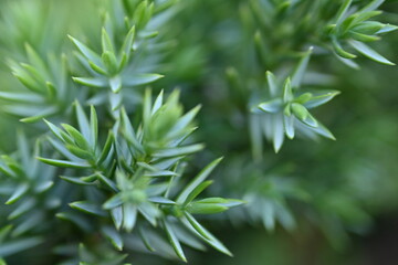 macro thuja marcro texture, close-up of green larch branches 