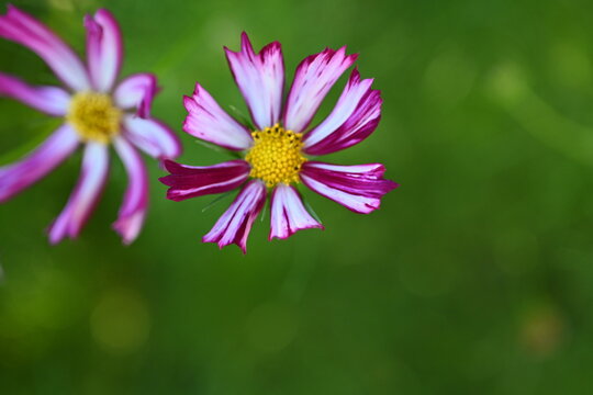 white and pink cosmea, burgundy chamomile, close-up flower, perfect photo concept, photo perfectly symmetrical burgundy flower with a yellow center on a burgundy background kosmeya, concept photo