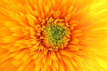 bright yellow sunflower flower close-up, macro sunflower flower