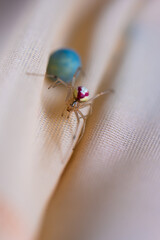Red and white Common candy-striped spider Enoplognatha ovata watching its blue egg.