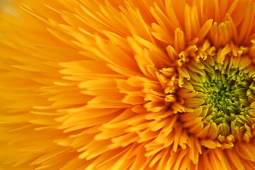 bright yellow sunflower flower close-up, macro sunflower flower