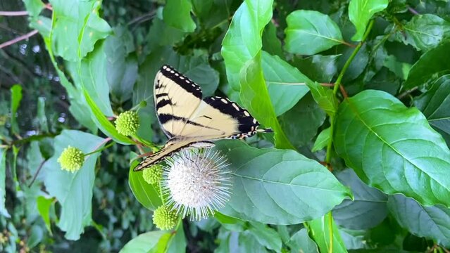 Western tiger swallowtail butterflies flying feeding flowers