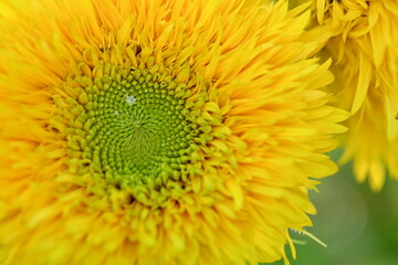 Yellow sunflower flower close-up, macro sunflower flower