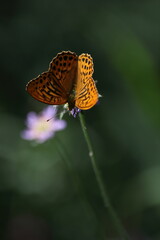 Argynnis paphia, Silver-washed Fritillary. An orange butterfly opens its wings, sitting on a purple flower, in the sunlight on a green background.