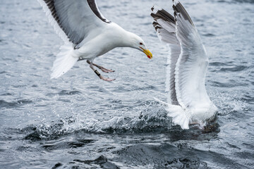 Sea gulls fighting for food at sea.