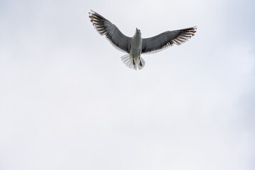 Sea gull flying above on a dull grey day.