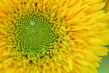 Yellow sunflower flower close-up, macro sunflower flower