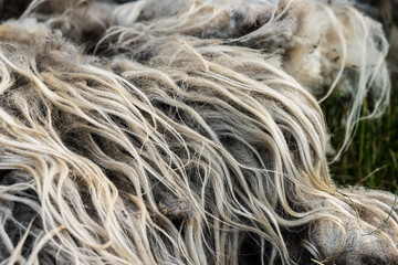 Freshly cut sheep wool in sunset light.