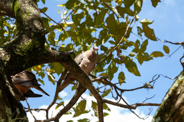 Streptopelia Decaocto; Turtle Doves On Tree Branch